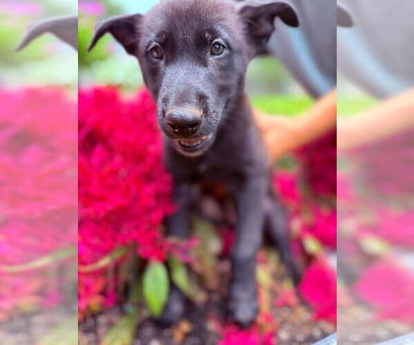 Medium Photo #3 Mutt Puppy For Sale in Stevens Point, WI, USA