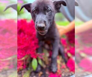 Lucchese (Loo-KAY-see) - VA - Female Mutt Dog for Adoption - Photo #3