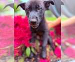 Small #2 Mutt