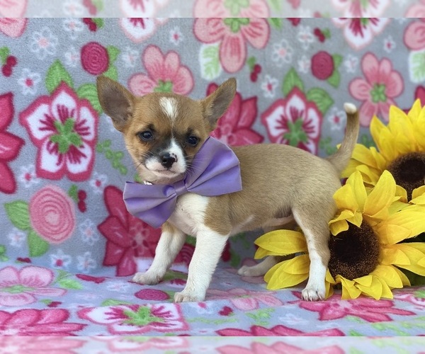 Medium Photo #1 Chihuahua Puppy For Sale in LANCASTER, PA, USA