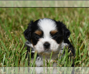 Auss-Tzu Puppy for sale in PALM COAST, FL, USA