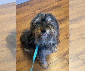 Mutt Dogs for adoption in Atlanta, GA, USA