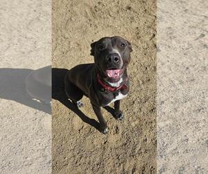 Chocolate Labrador retriever-Pointer Mix Dogs for adoption in Incline Village, NV, USA