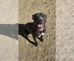 Small Chocolate Labrador retriever-Pointer Mix