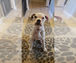 Boxer Puppy for sale in HIGHLAND LAKES, NJ, USA