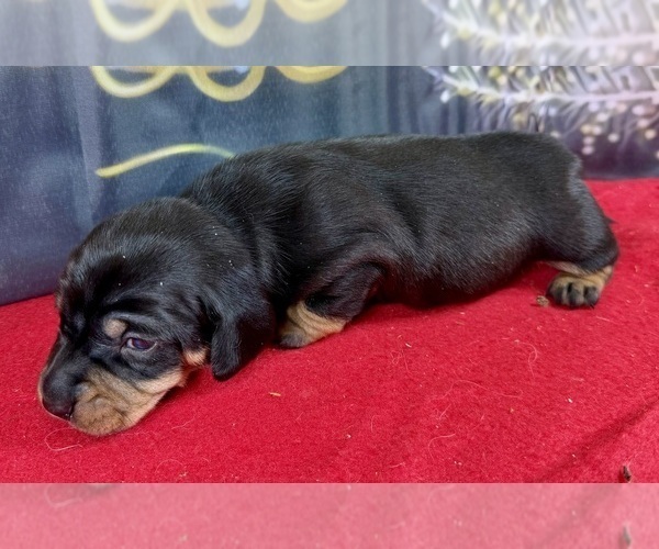 Medium Photo #2 Dachshund Puppy For Sale in CASSVILLE, MO, USA