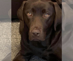 Mother of the Labrador Retriever puppies born on 04/20/2025
