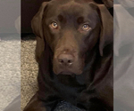 Small Photo #1 Labrador Retriever Puppy For Sale in ALDERPOINT, CA, USA