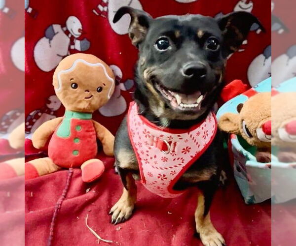 Medium Photo #3 Dorgi Puppy For Sale in Missouri City, TX, USA