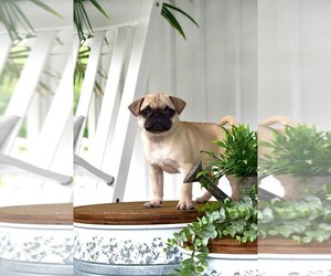 Pug Litter for sale in HARTLY, DE, USA