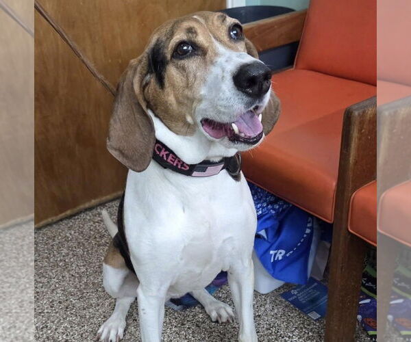 Medium Photo #1 Coonhound Puppy For Sale in Martinsburg, WV, USA