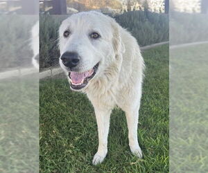 Great Pyrenees Dogs for adoption in Riverside, CA, USA