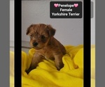 Small #1 Yorkshire Terrier