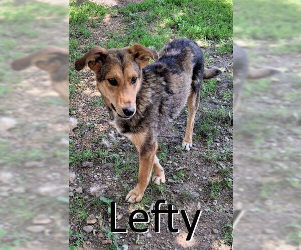 Medium Photo #2 Mutt Puppy For Sale in Mountain View, AR, USA