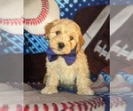Small Photo #1 Cavachon-Poodle (Miniature) Mix Puppy For Sale in AIRVILLE, PA, USA
