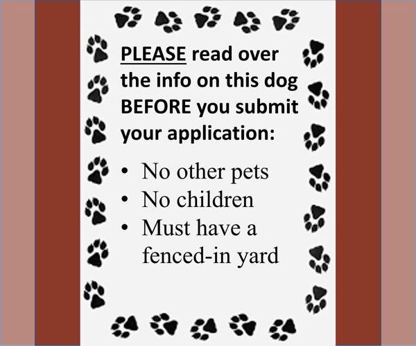 Medium Photo #4 German Shepherd Dog Puppy For Sale in Fargo, ND, USA