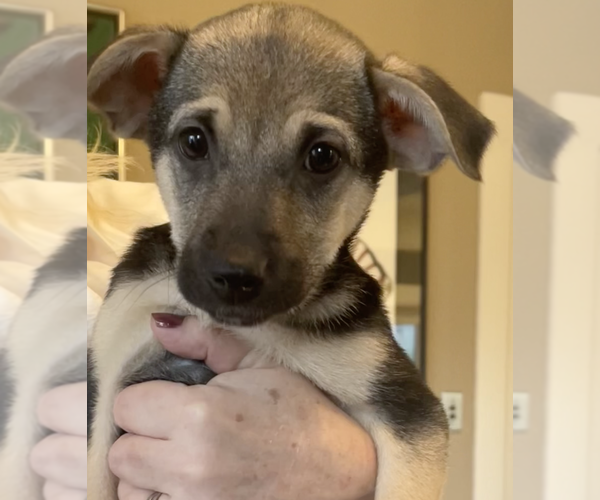 Medium Photo #1 German Shepherd Dog-Poodle (Miniature) Mix Puppy For Sale in Bellevue, WA, USA