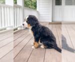 Small #2 Bernese Mountain Dog
