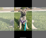 Small #3 German Shepherd Dog