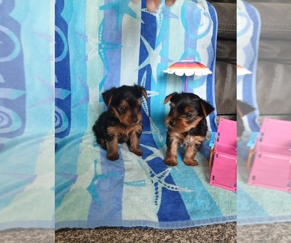Medium Photo #1 Yorkshire Terrier Puppy For Sale in MIDDLEBURY, IN, USA