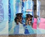 Small Yorkshire Terrier