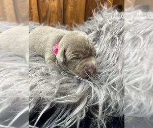 Labrador Retriever Puppy for Sale in NEOLA, West Virginia USA