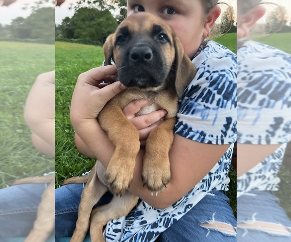Medium Photo #12 Mastiff-Saint Bernard Mix Puppy For Sale in KIMBOLTON, OH, USA