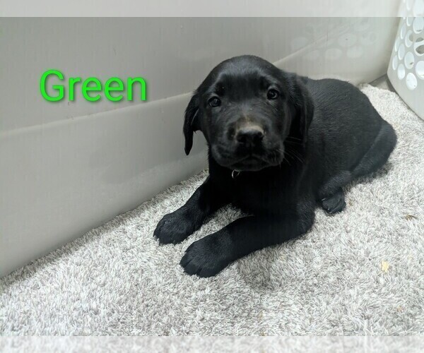 Medium Photo #16 Golden Labrador Puppy For Sale in CAMERON, MO, USA