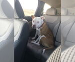 Small #1 American Pit Bull Terrier Mix