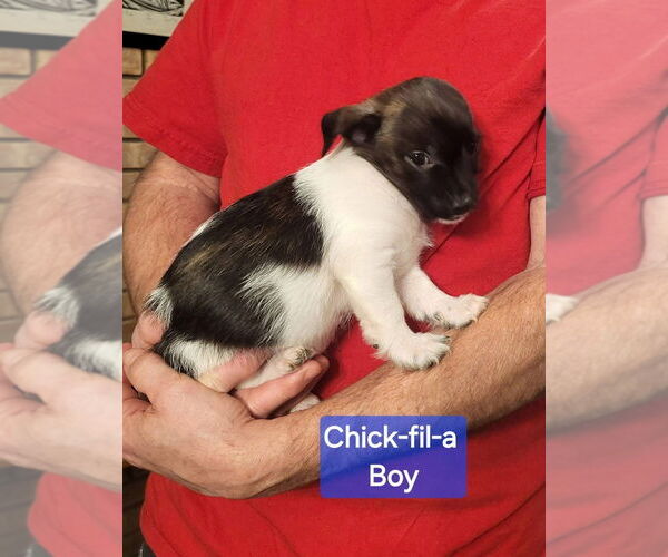 Medium Photo #1 Rat Terrier-Unknown Mix Puppy For Sale in Aurora, IN, USA