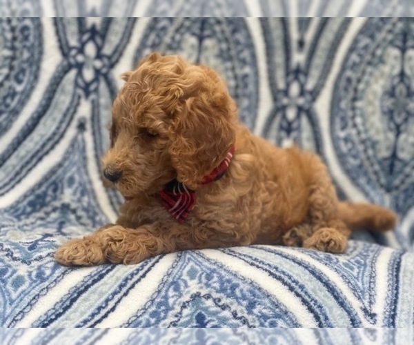Medium Photo #6 Goldendoodle-Poodle (Standard) Mix Puppy For Sale in LAKELAND, FL, USA