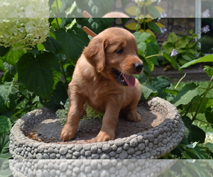 Medium Golden Retriever