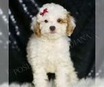 Small #1 Poodle (Toy)