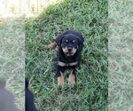 Small Photo #11 Rottweiler Puppy For Sale in PASADENA, TX, USA