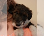 Puppy Charlie Collie-Poodle (Miniature) Mix
