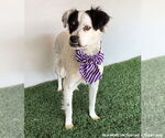 Small #2 Australian Shepherd Mix