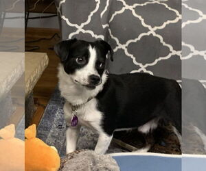 Chiweenie Dogs for adoption in St. Louis Park, MN, USA