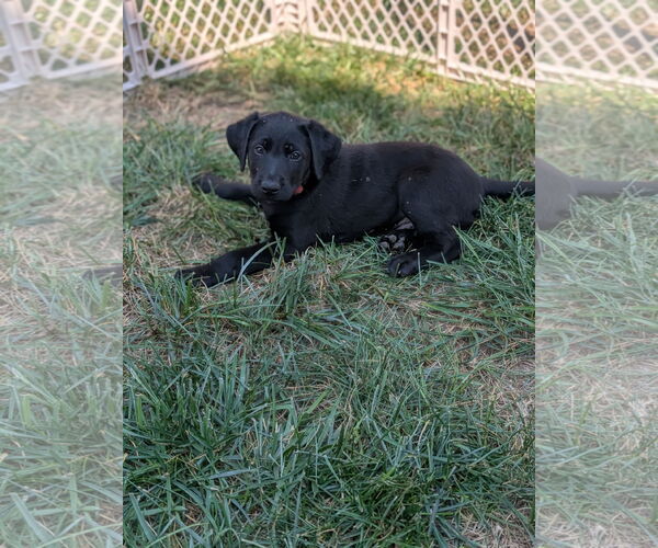 Medium Photo #3 Labrador Retriever-Unknown Mix Puppy For Sale in Holly Springs, NC, USA