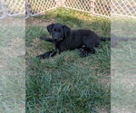 Small #2 Labrador Retriever Mix