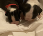 Small Photo #7 Boston Terrier Puppy For Sale in LAUREL, MS, USA