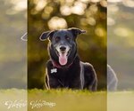 Small #5 Labrador Retriever Mix