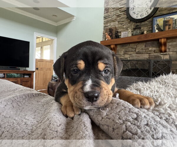 Medium Photo #2 Mutt Puppy For Sale in Holly Springs, NC, USA