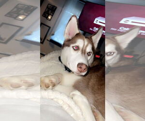 - Mix Dogs for adoption in Rustburg, VA, USA