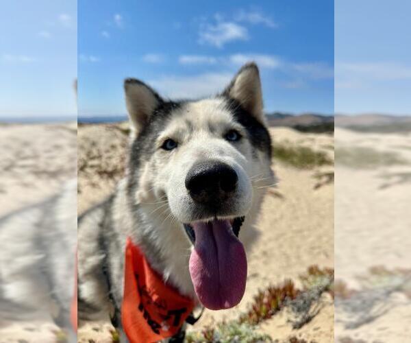 Medium Photo #3 Siberian Husky Puppy For Sale in Santa Maria, CA, USA