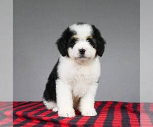 Miniature Bernedoodle Puppy for sale in DALTON, OH, USA