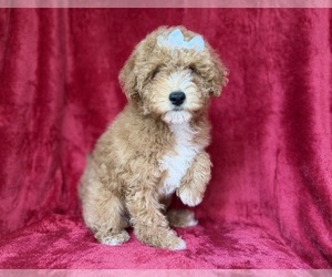 Aussiedoodle Miniature  Puppy for sale in LAKELAND, FL, USA