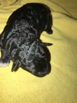 Medium Photo #1 Poodle (Toy) Puppy For Sale in SPRINGFIELD, MA, USA