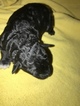 Small Photo #1 Poodle (Toy) Puppy For Sale in SPRINGFIELD, MA, USA