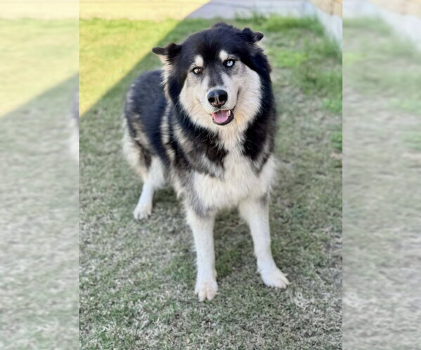 Medium Photo #3 Siberian Husky Puppy For Sale in PIPE CREEK, TX, USA