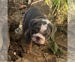 Small Photo #2 Bulldog Puppy For Sale in ELK GROVE, CA, USA